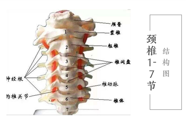 颈椎7节图片构造图解图片